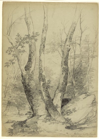 Buttonwood Trunks, Catskill Clove, New York, 1848 by Asher Brown Durand